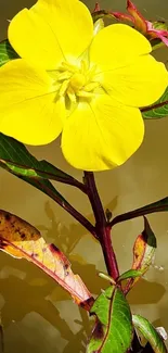 Vibrant yellow flower with green leaves.