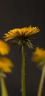 Close-up of vibrant yellow flower with dark background for mobile wallpaper.