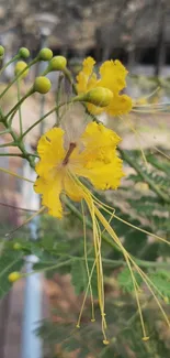 Vibrant yellow flower with green leaves in a natural setting.