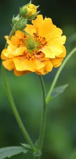 Bright yellow flower on a green stem.