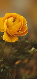 Close-up of a vibrant yellow flower with green foliage, perfect for nature-themed wallpaper.