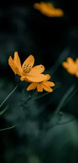 Yellow flowers with dark green background wallpaper