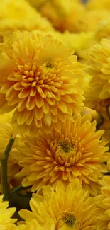 Vibrant yellow chrysanthemums in full bloom close-up wallpaper.