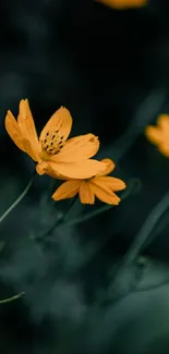 Vibrant yellow flowers on a dark background.