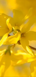 Yellow flower with sunlit petals in vibrant bloom.