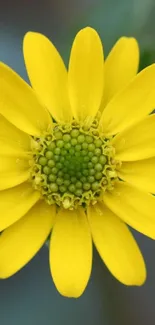 Yellow flower close-up with green center.