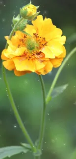 Vibrant yellow flower with green stems in a natural setting.