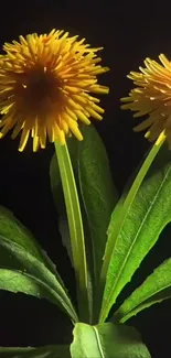Two vibrant yellow flowers with green leaves on a dark background.