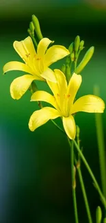 Yellow lilies with green background, perfect for nature-themed wallpaper.