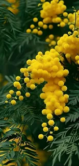 Vibrant yellow mimosa flowers with lush green leaves