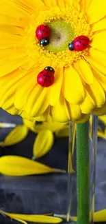 A bright yellow flower with ladybugs on a mobile wallpaper.