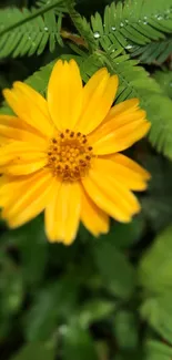 Vibrant yellow flower with green leafy background.