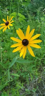 Yellow black-eyed susans in a green meadow.