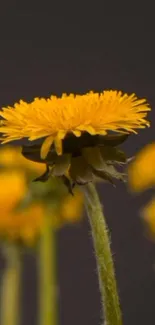 Close-up of vibrant yellow flower on a dark background mobile wallpaper.