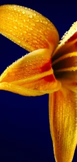 Close-up of vibrant yellow flower on blue background.