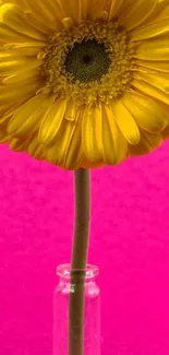 Yellow daisy with pink background mobile wallpaper.