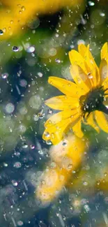 Yellow flower with raindrops on mobile wallpaper.