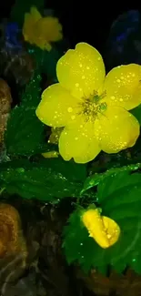 Close-up of a vibrant yellow flower with water droplets.