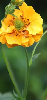 Lush garden backdrop with bright yellow flower in focus.