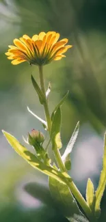 Vibrant yellow flower with a green background.