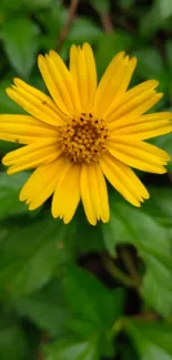 Close-up of a vibrant yellow flower with green leaves background.