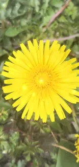 Vibrant yellow dandelion on leafy background.