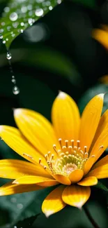 Vibrant yellow flower with raindrops and green leaves.