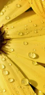 Yellow flower petals with water droplets creating a fresh look.