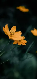 Yellow cosmos flowers on dark green background.