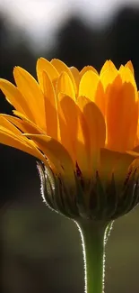 Vibrant yellow flower blooming against blurred background.