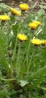 Vibrant yellow flowers with green leaves.