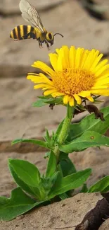 Bee approaching vibrant yellow flower against cracked earth background.