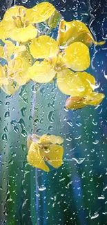 Yellow flowers in rain against a blue-green background.