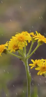 Vibrant yellow flowers with raindrops backdrop.