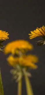 Close-up of vibrant yellow dandelions on dark background mobile wallpaper.