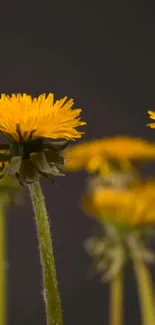 Vibrant yellow flowers on a dark background mobile wallpaper.