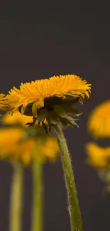 Vibrant yellow flowers against a dark background for mobile wallpaper.