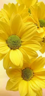 Bright yellow flowers with green centers on a light background.