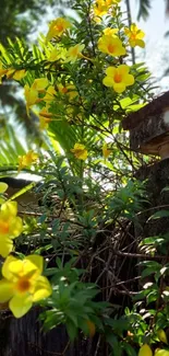 Yellow flowers with green leaves in a tropical garden setting.