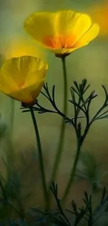 Two yellow poppy flowers on a blurred green background.