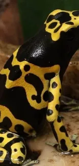 Vibrant yellow and black poison dart frog.