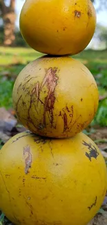 Stack of yellow fruits on grass in a park setting.