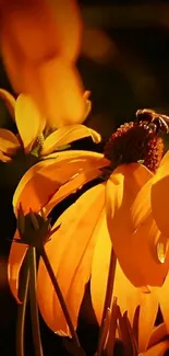 Vibrant yellow flowers glowing in serene garden setting.