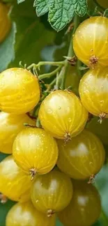 Cluster of vibrant yellow gooseberries hanging on a branch.