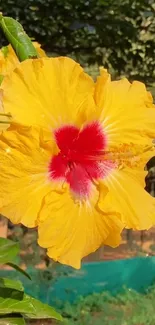 Yellow hibiscus with red center against greenery.