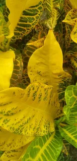 Vibrant yellow and green leaves with intricate patterns.