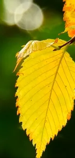 Close-up of a vibrant yellow leaf with blurred green background.