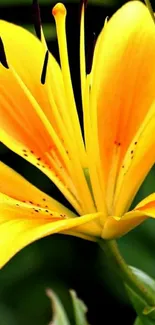 Vibrant yellow lily flower in full bloom.