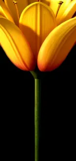 Vibrant yellow lily flower on a black background.