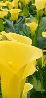 Bright yellow lilies with lush green leaves.